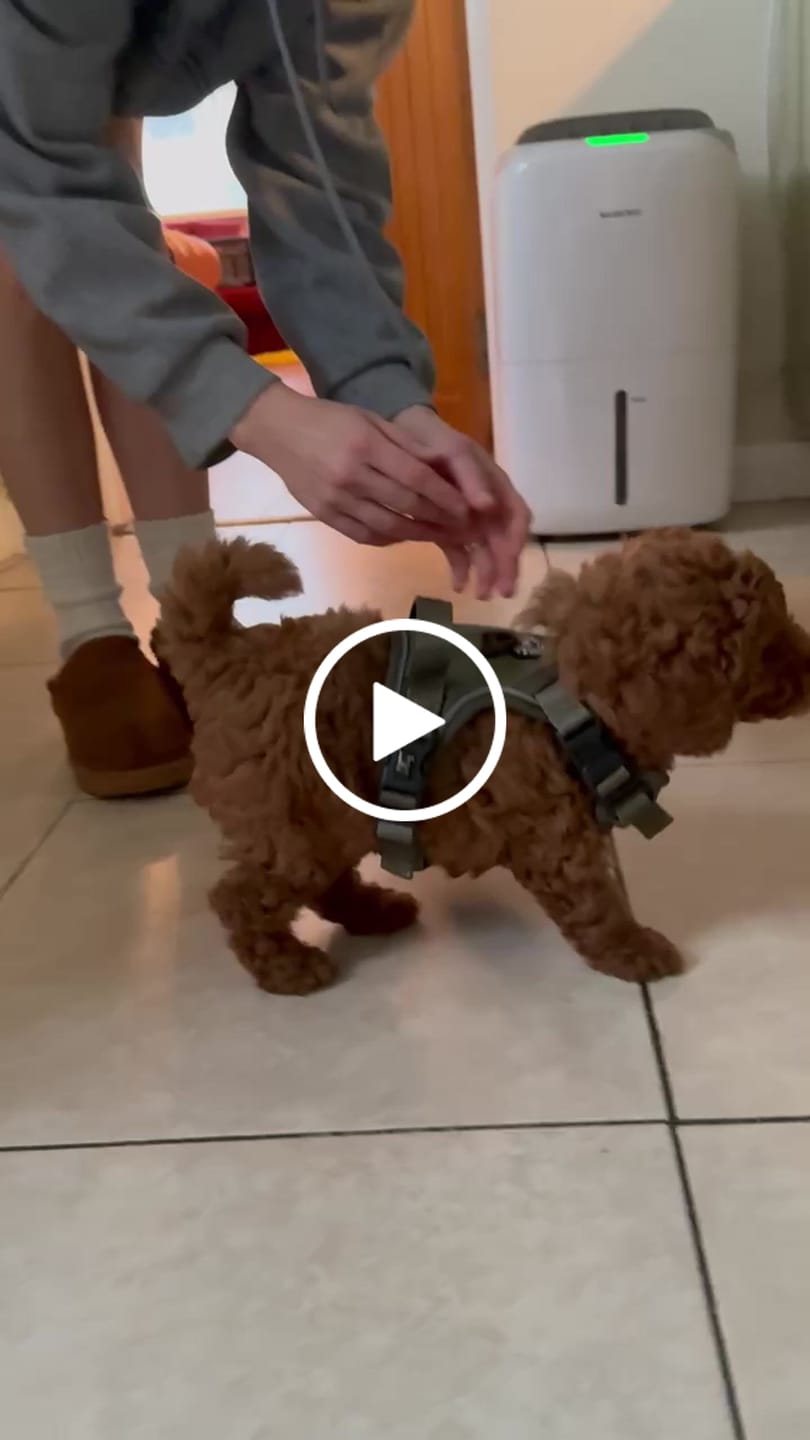 Customer video review of Trail & Glow® Dog Harness - The Khaki One