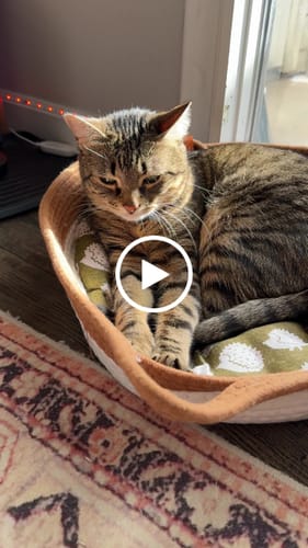 Customer video review of Instinct Basket | Handwoven & Chemical-Free Cat Territory