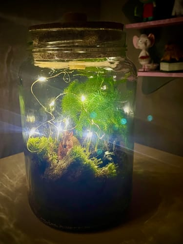 Kundenfoto eines fertigen Flaschengartens aus dem Set, der in einem dunklen Raum von einer Lichterkette beleuchtet wird.