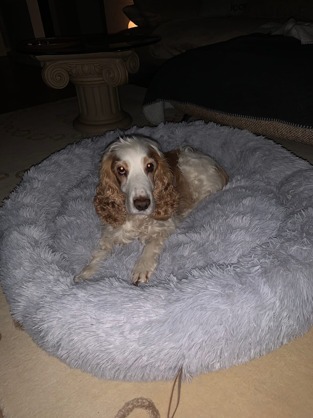 Customer photo review of Belune® Hundebett mit waschbarem Bezug