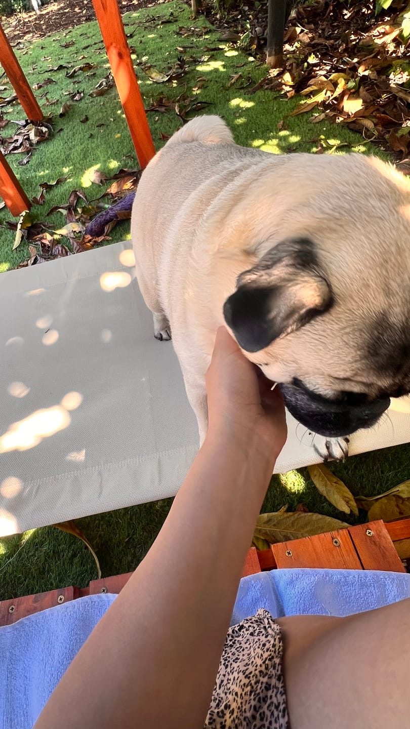 Customer photo review of Cama Elevada THE DOGS: Frescura y Ventilación