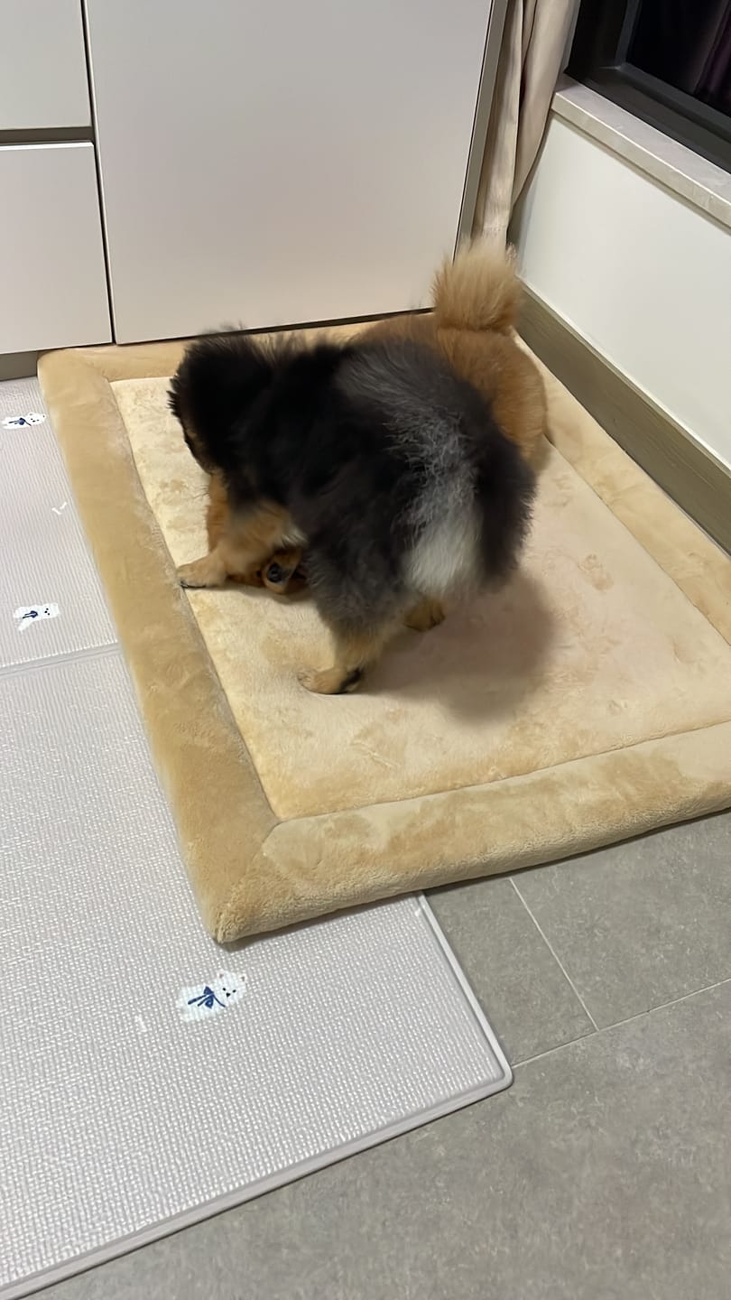 Customer photo review of Momomi® Pet Mat