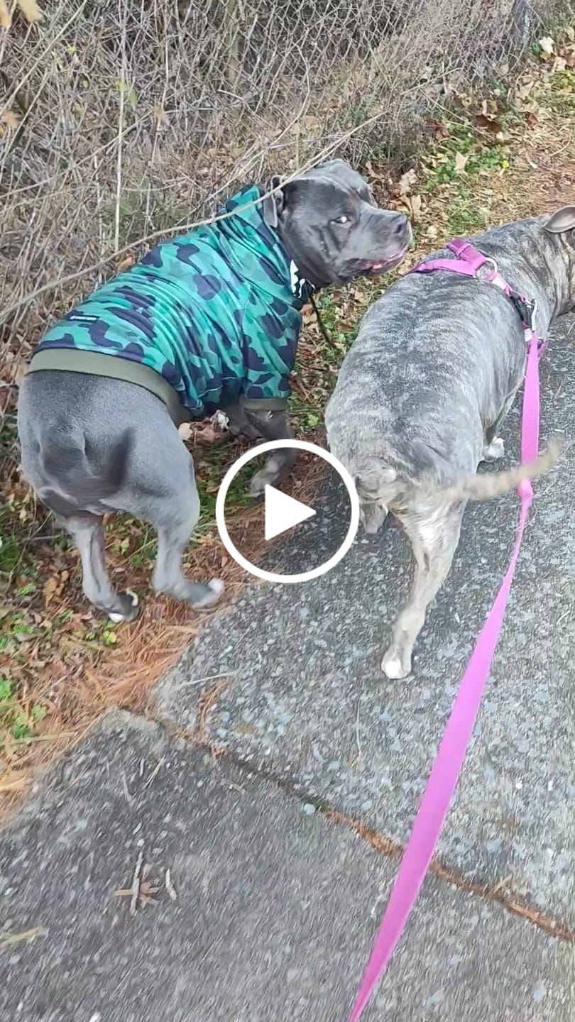 Customer video review of Shark Monster Dog Hoodie - Green Camo