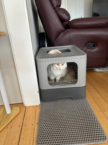 Customer photo review of Fit Litter