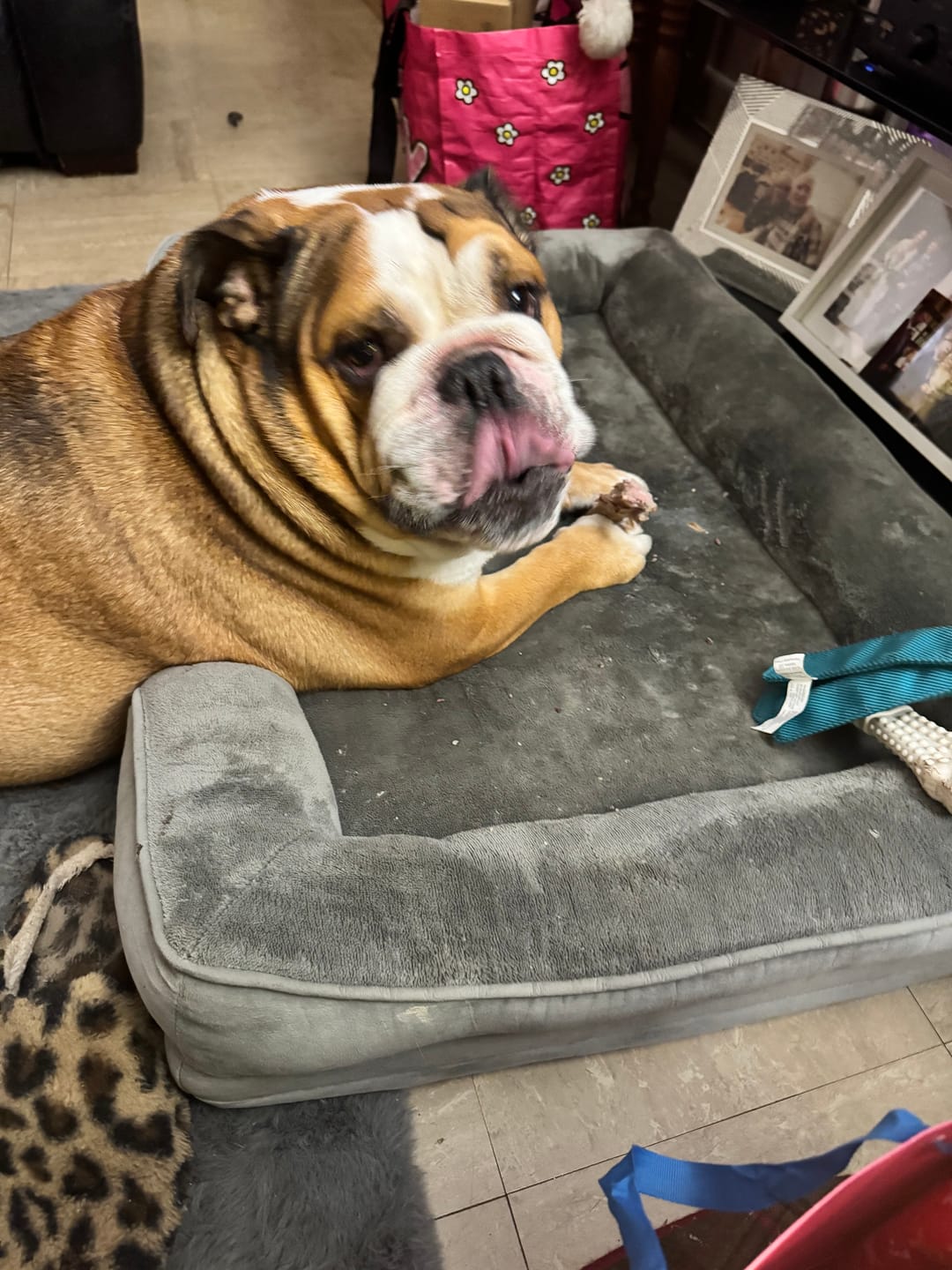 Customer photo review of Dog Deshedding Comb - Dog, Horse & Cat - Black