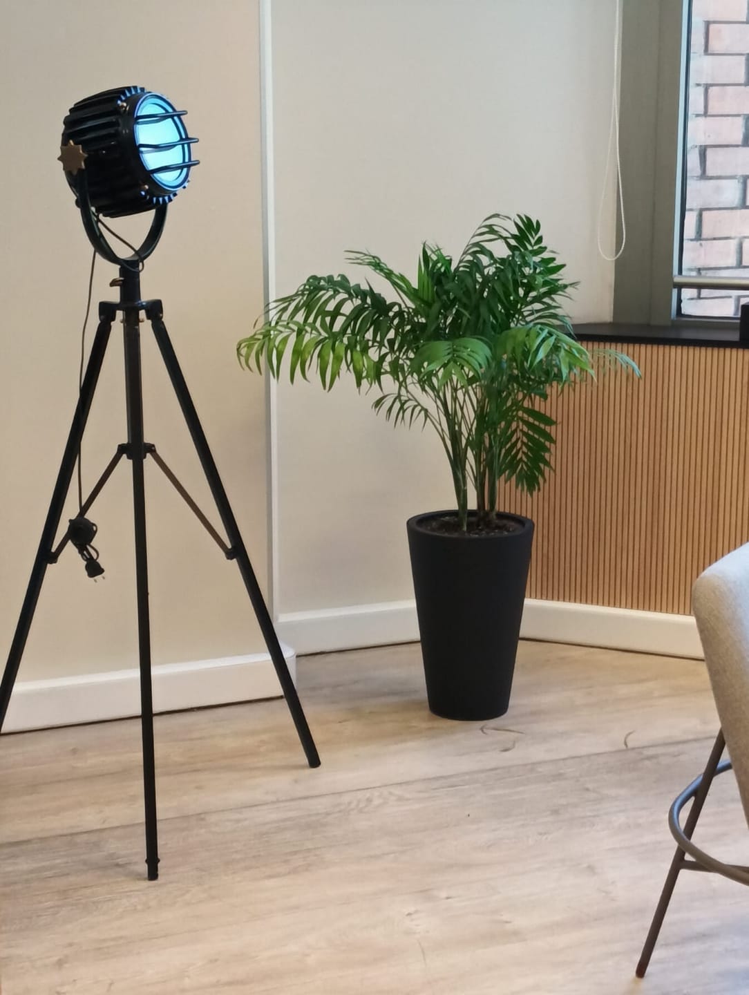 Customer photo review of Palmera Chamaedorea Elegans XL