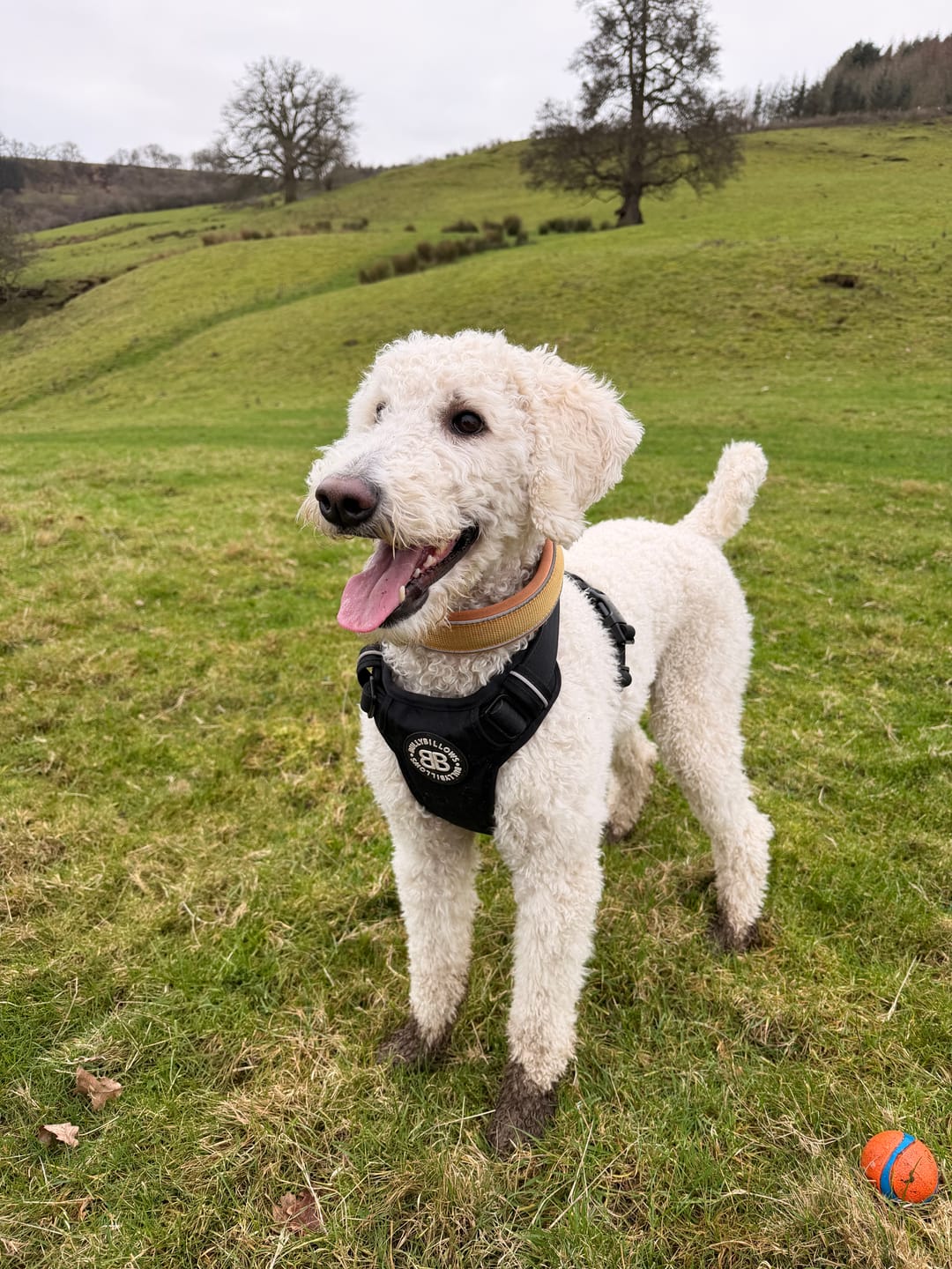 Customer photo review of Comfort Premium Harness | Non Restrictive - Black