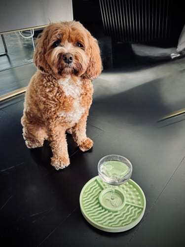 Customer photo review of Pawty Pack