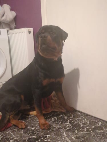 Customer photo review of Bullyion Elite+® Dog Collar Waterproof Leatherette 5cm Width Adjustable