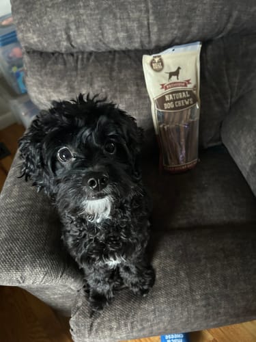 Reviewer's small black dog sitting on a chair next to a package of 6 Inch Standard Bully Sticks.