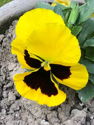 Customer's image for the OUD Supreme BUNDLE, showing a close-up of a yellow and black flower.