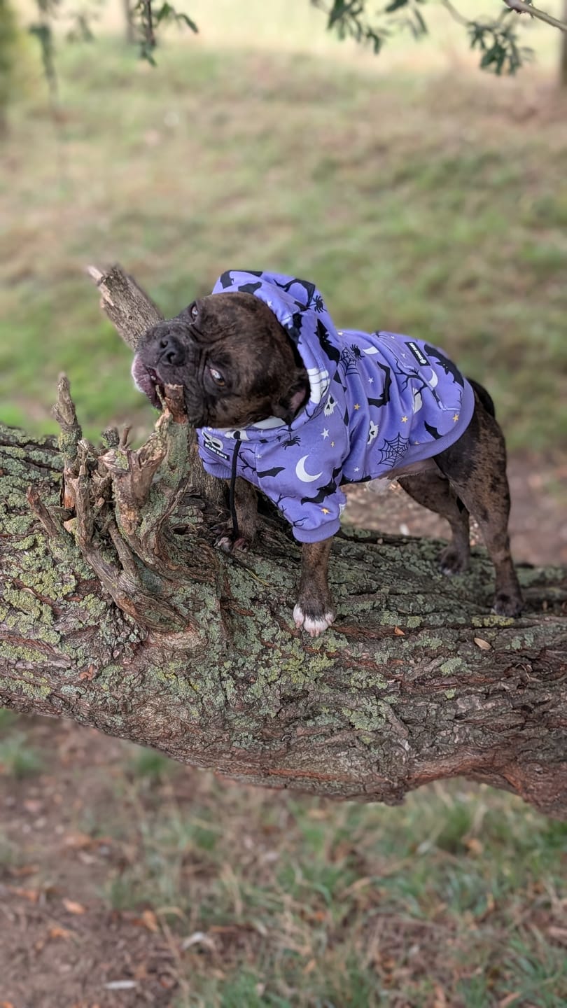 Customer photo review of Halloween Dog Hoodie - Purple