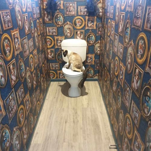 Customer photo review of Regal Beasts - Whimsical Animal Wallpaper - Charcoal