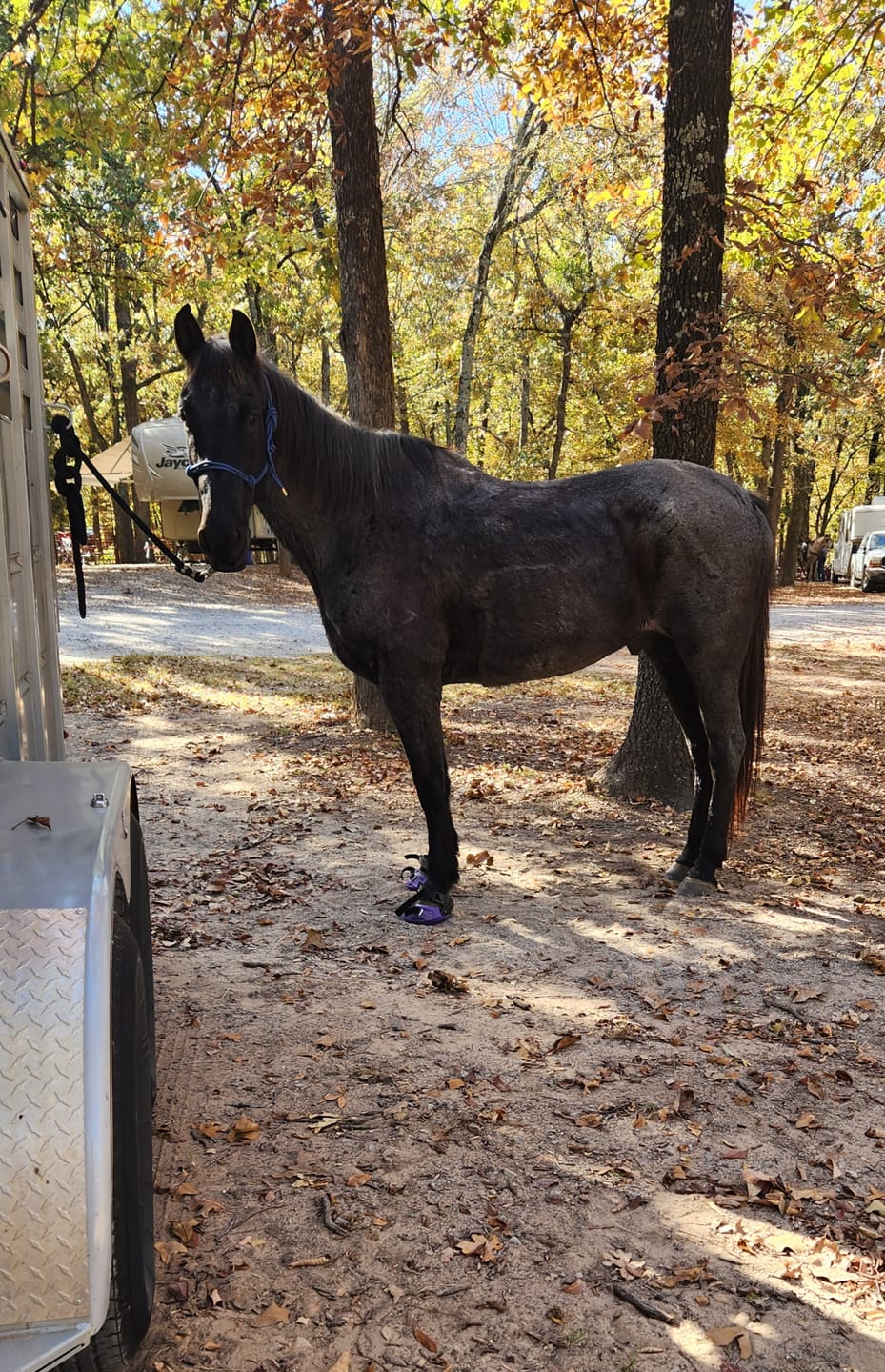 Customer photo review of Renegade® Viper Vivid™ Hoof Boot - Mystic Purple