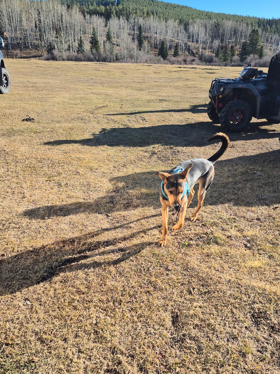 Customer photo review of 6 Inch Thick Braided Bully Stick