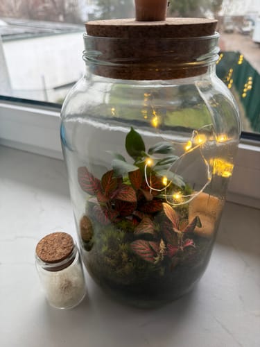 Rezensent zeigt den bepflanzten Flaschengarten mit roten Pflanzen und einer Lichterkette im Glas.