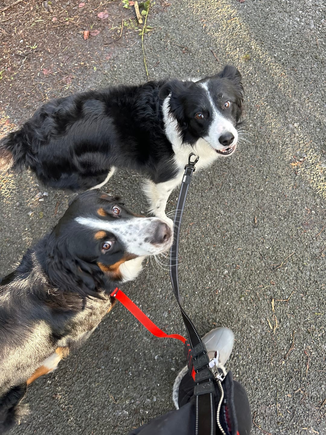 Customer photo review of Reflective City Leash Traffic Grip