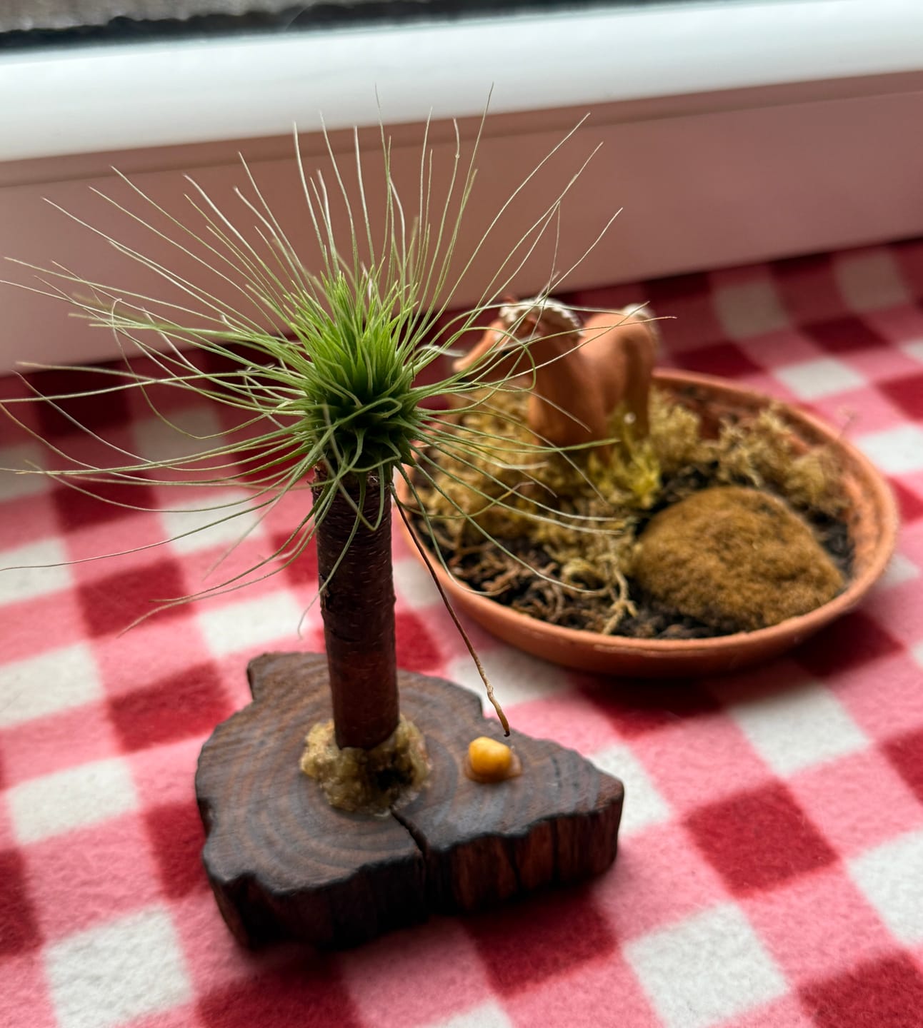Customer photo review of Tillandsia argentea