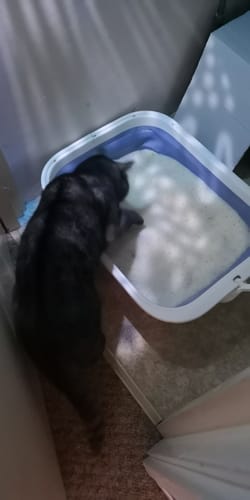 Customer photo review of 3 Month Supply - 1 Cat