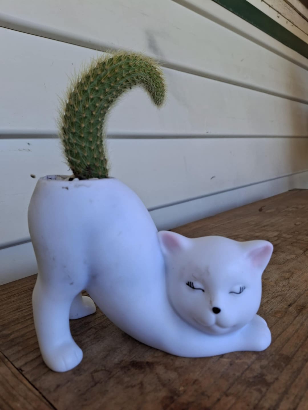 Customer photo review of Monkey Tail Cactus