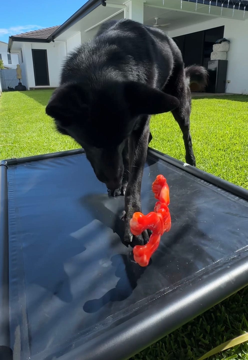 Customer photo review of Reinforced Elevated TuffyBed