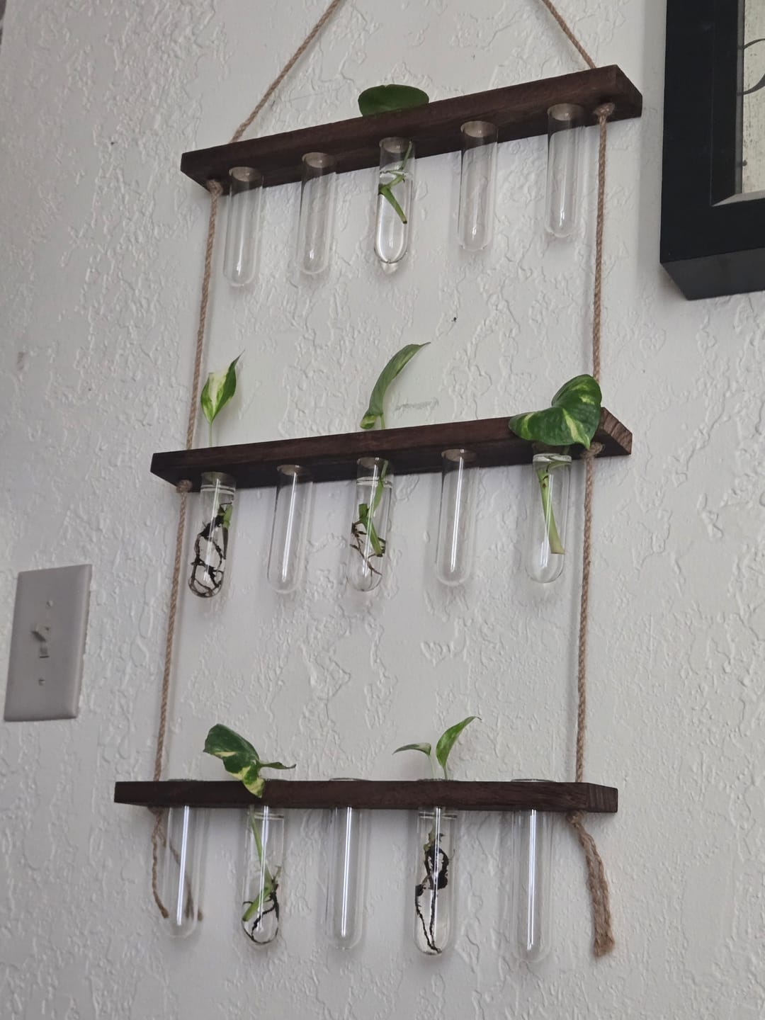 Customer photo review of Golden Pothos Cuttings - Low Light Indoor Plant - Tropical Vining Plant - Air Purifier Plant