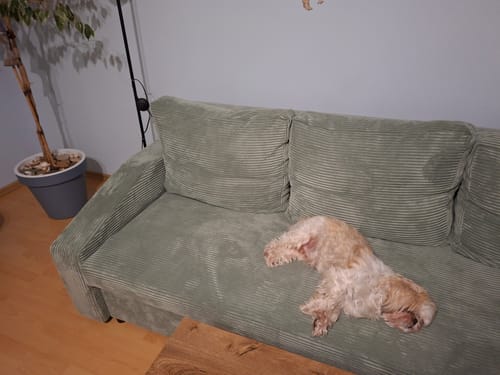 Customer photo review of Kanapa NEO BS sztruks