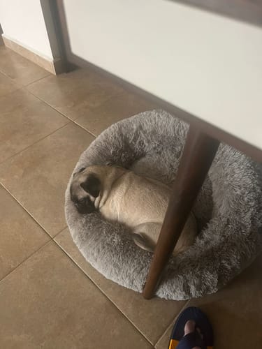 Un cliente muestra a su perro pug durmiendo profundamente en la suave Cama Antiestrés para Perros de color gris.