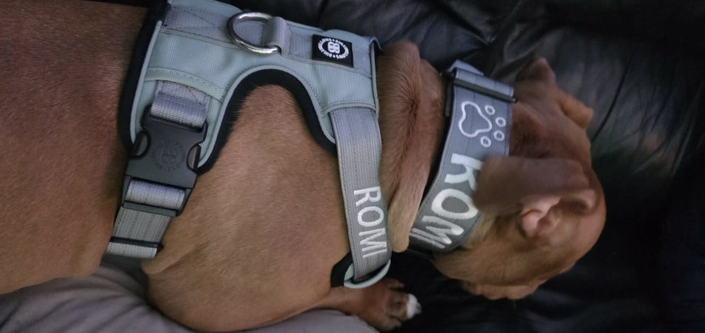 Customer photo review of 5cm Combat® Collar | With Handle & Secure Clip - Metal Grey