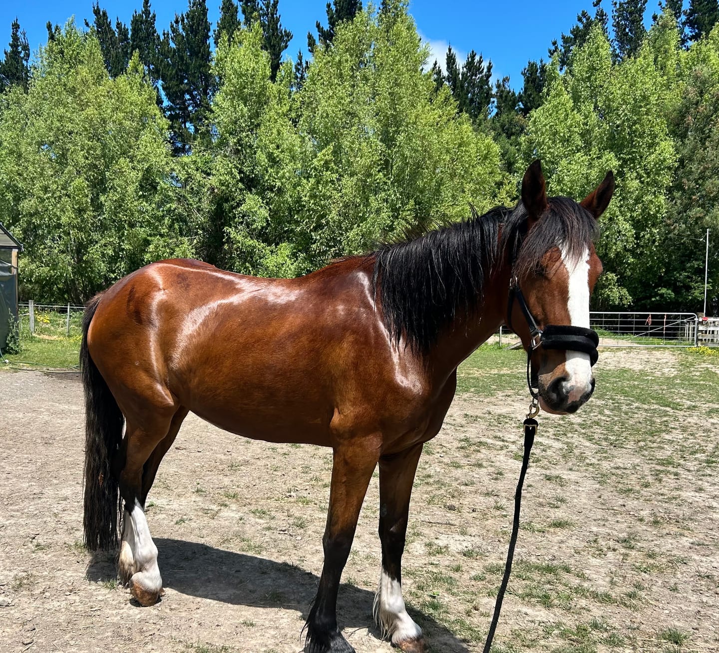Customer photo review of Digestive EQ