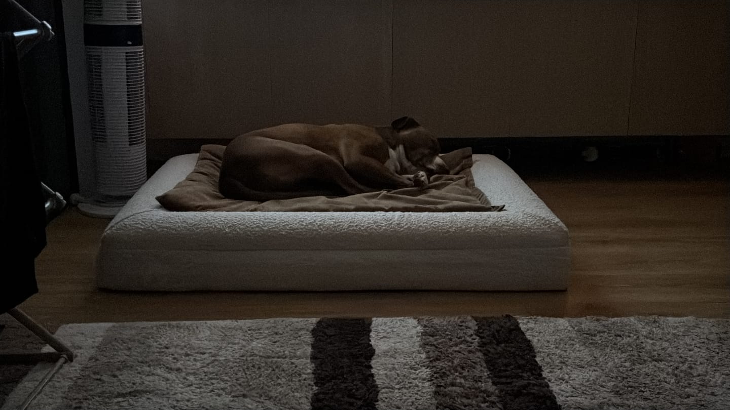 Customer photo review of Orthopaedic Memory Foam Bed