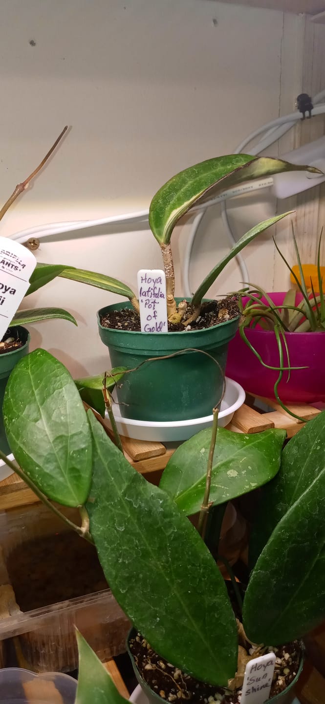 Customer photo review of Hoya latifolia 'Pot of Gold'