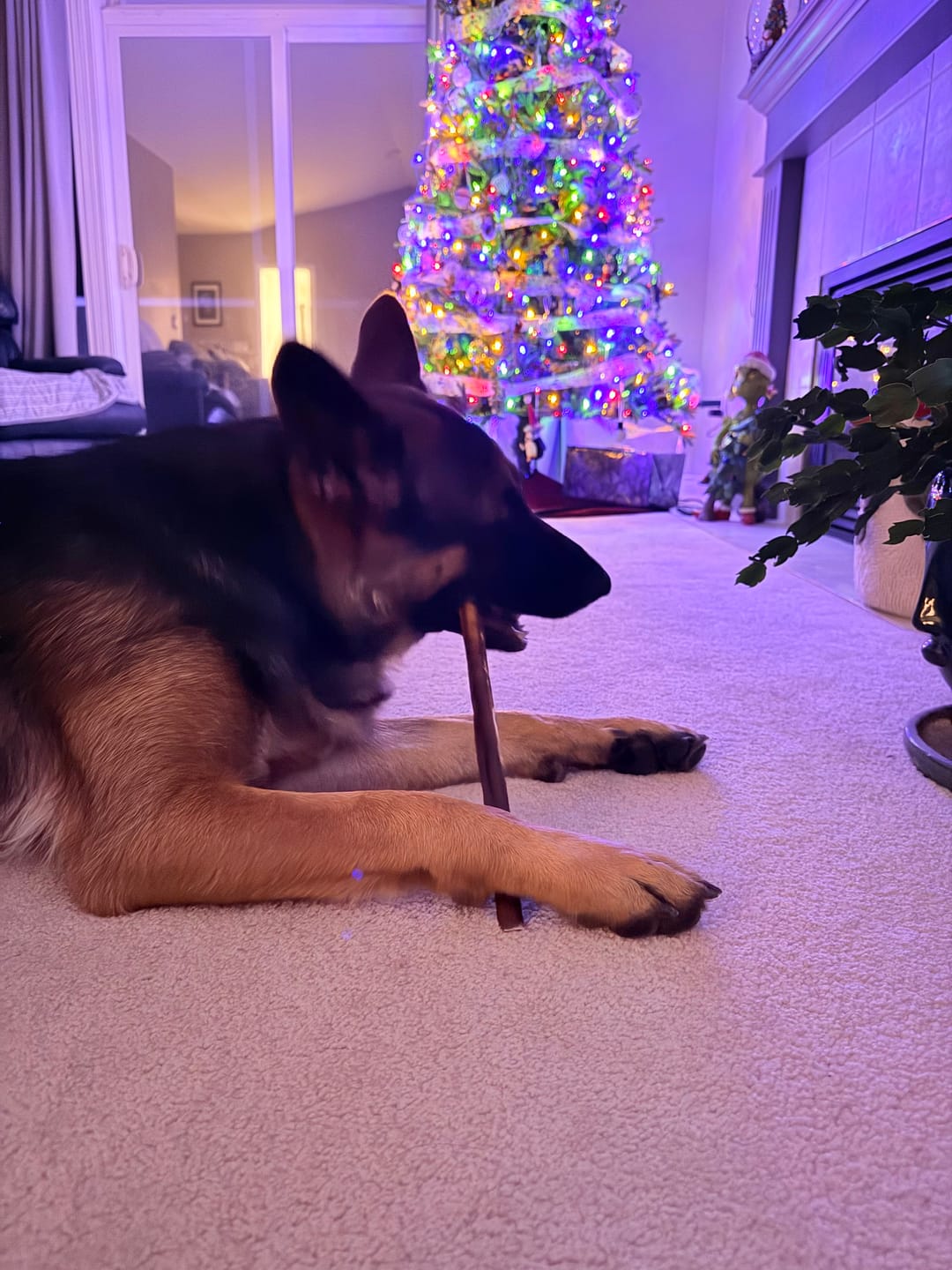 Customer photo review of 5-6 Inch Champion Chew
