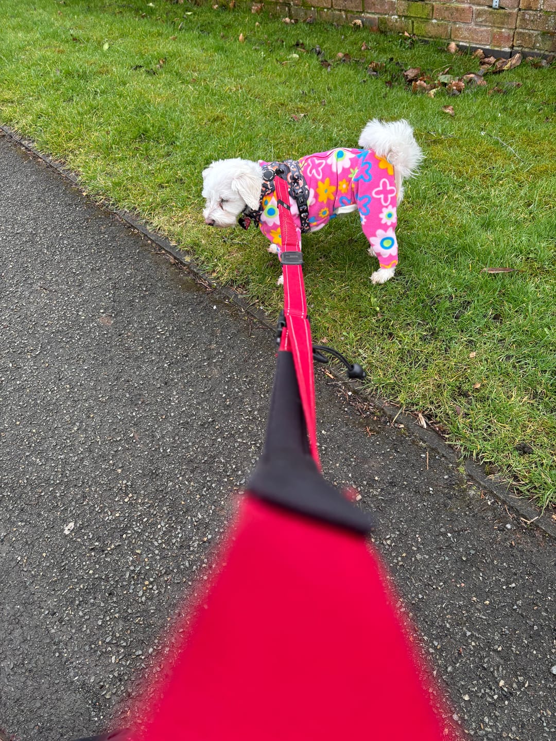 Customer photo review of Pink Garden Anti Pill Polar Fleece Fabric