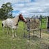 Customer photo review of Adjustable Height Hay & Grain Feeder