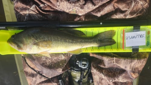 Customer photo review of Hawg Trough Measuring Board (Pre-lined & Floating)