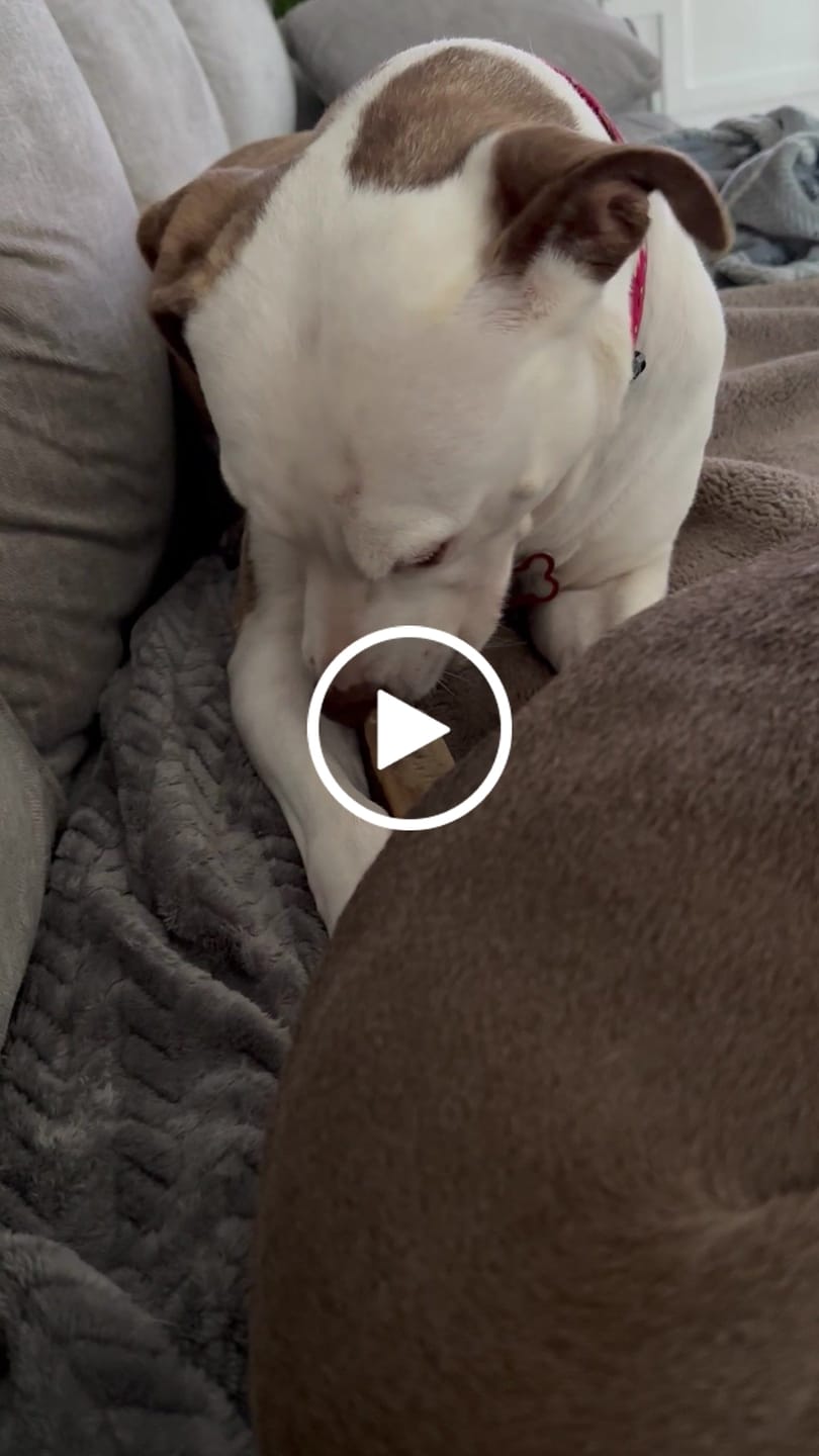 Customer video review of Ostrich Chunky Bones (4" x 2" - 2 Pack): The Long-Lasting, Flavor-Packed Bones for Small to Medium Dogs