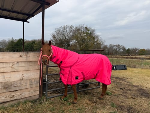 Customer photo review of HOT PINK 1200D PERFECT FIT WINTER BLANKET WITH NECK