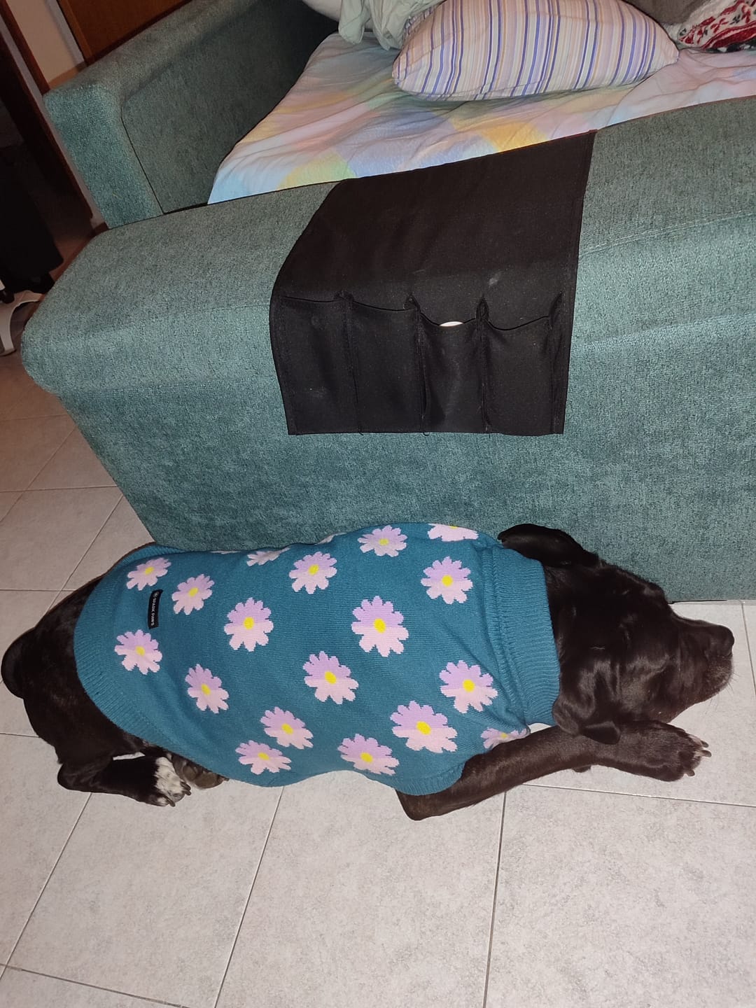 Customer photo review of Flower Knit Dog Sweater