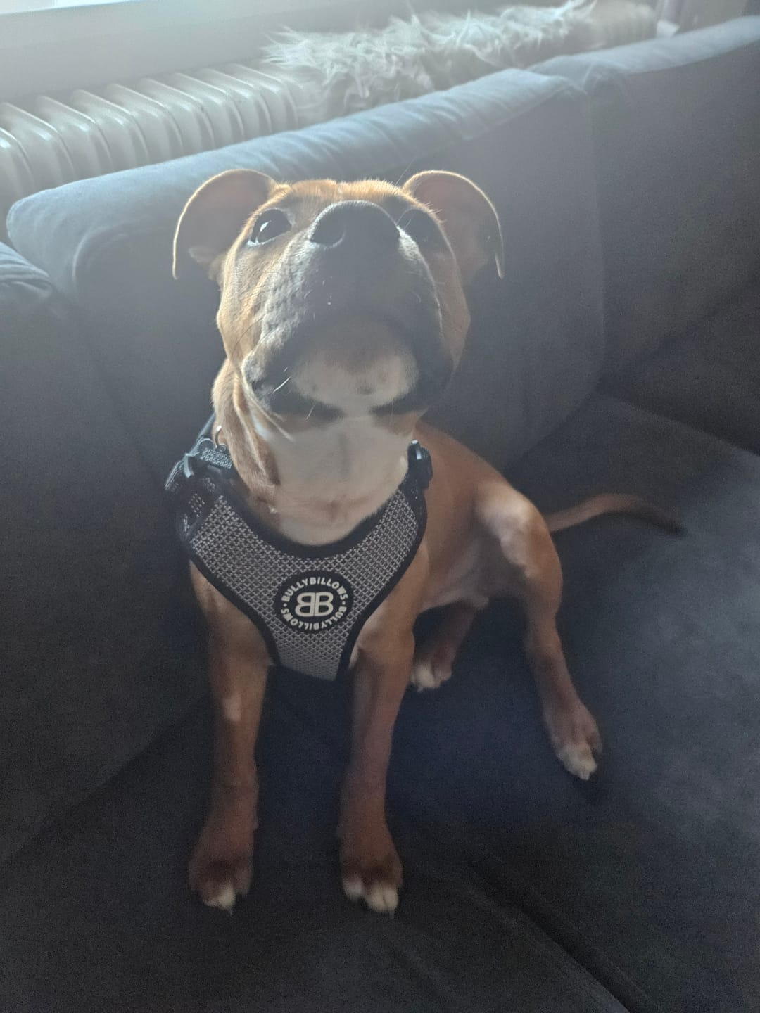Customer photo review of Active Harness | With Handle & Reflective - Black
