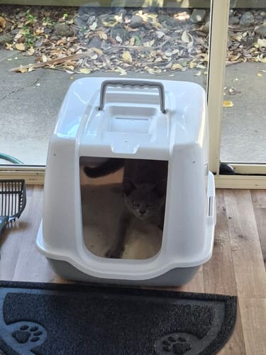 Customer photo review of Fit Litter