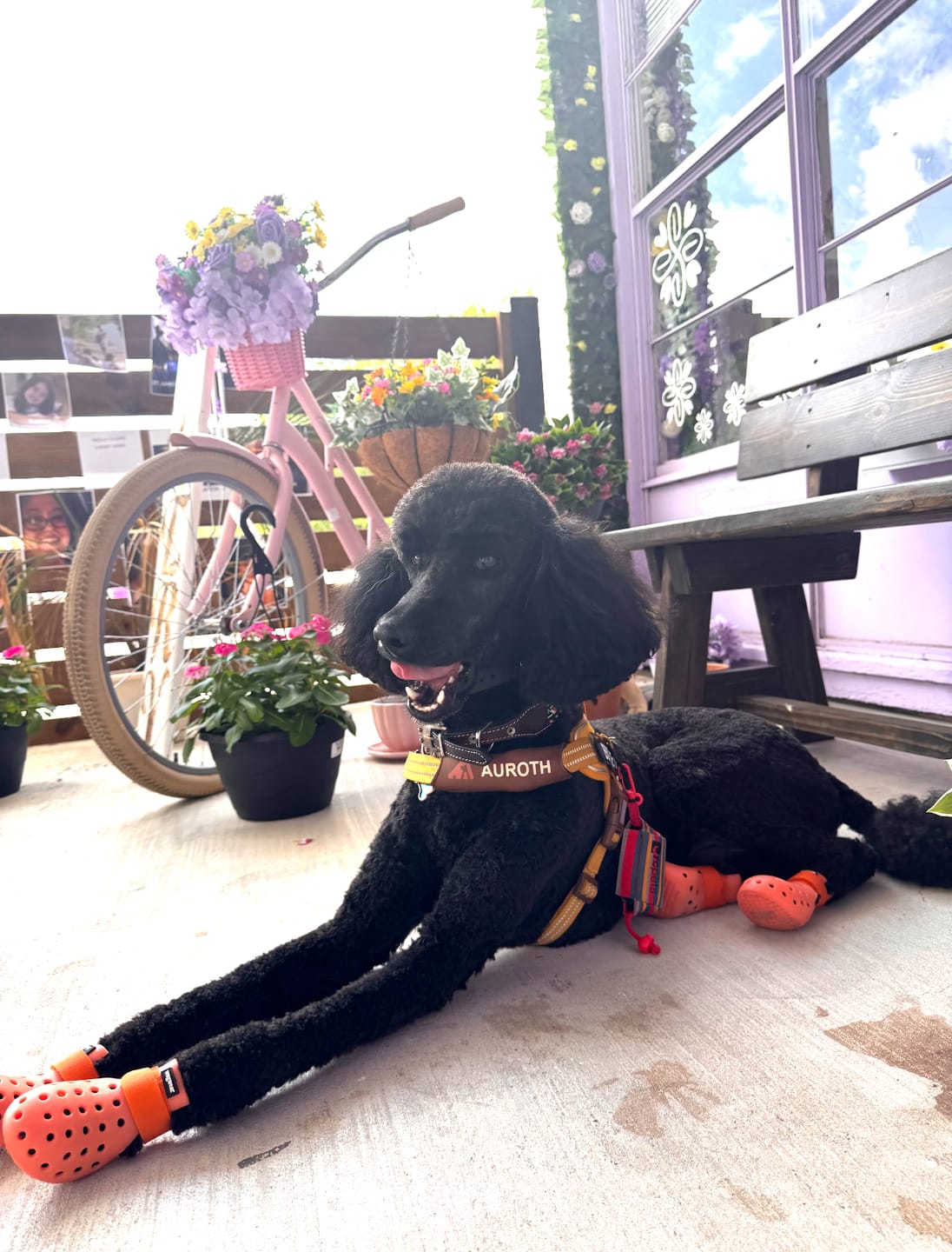 Customer photo review of WagWellies® Mojave Neon Orange