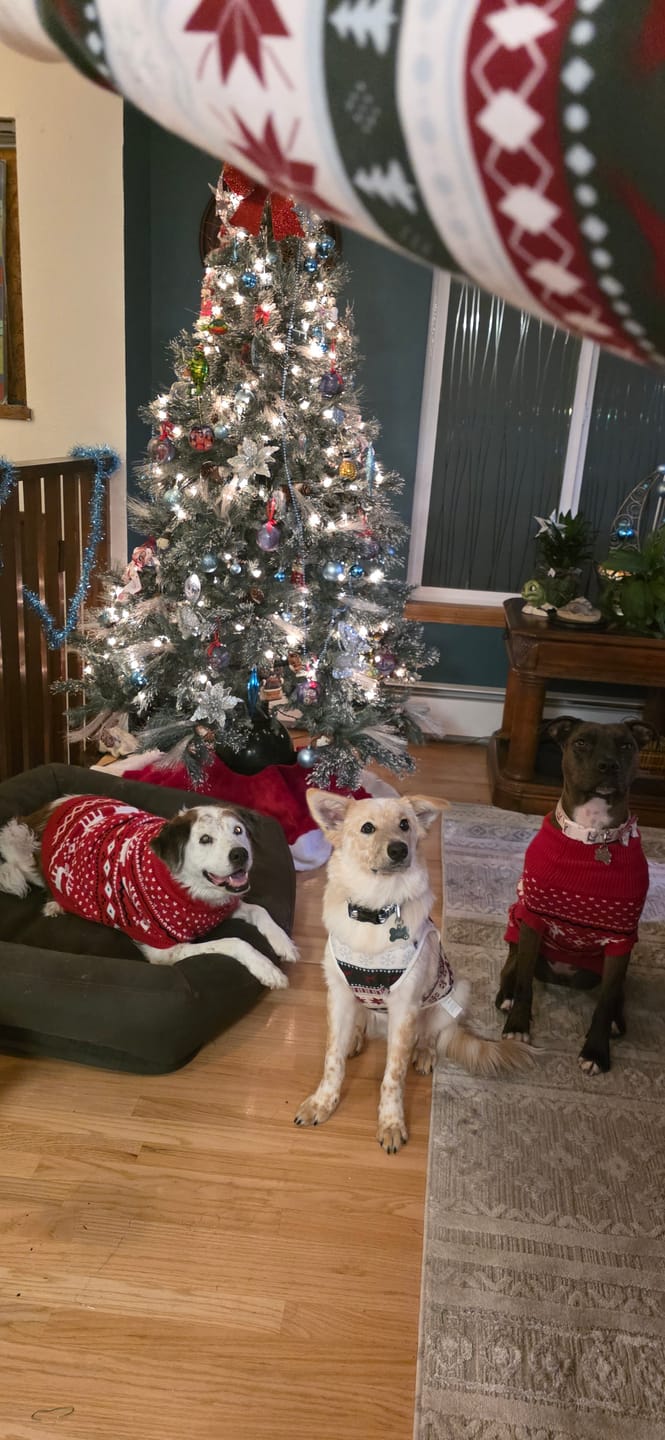 Customer photo review of Christmas Knit Dog Sweater