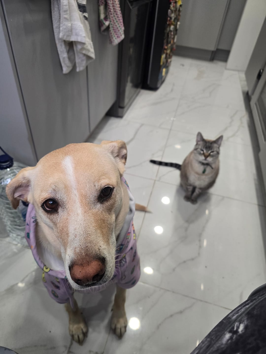 Customer photo review of Good Vibes Dog Hoodie - Purple