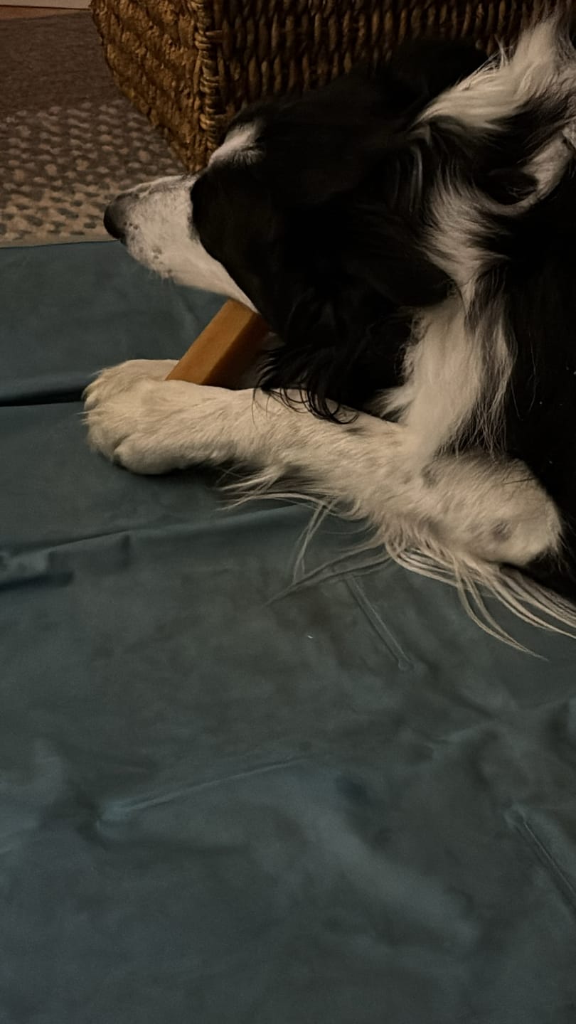 Customer photo review of Himalayan Yak Chew (MEDIUM)