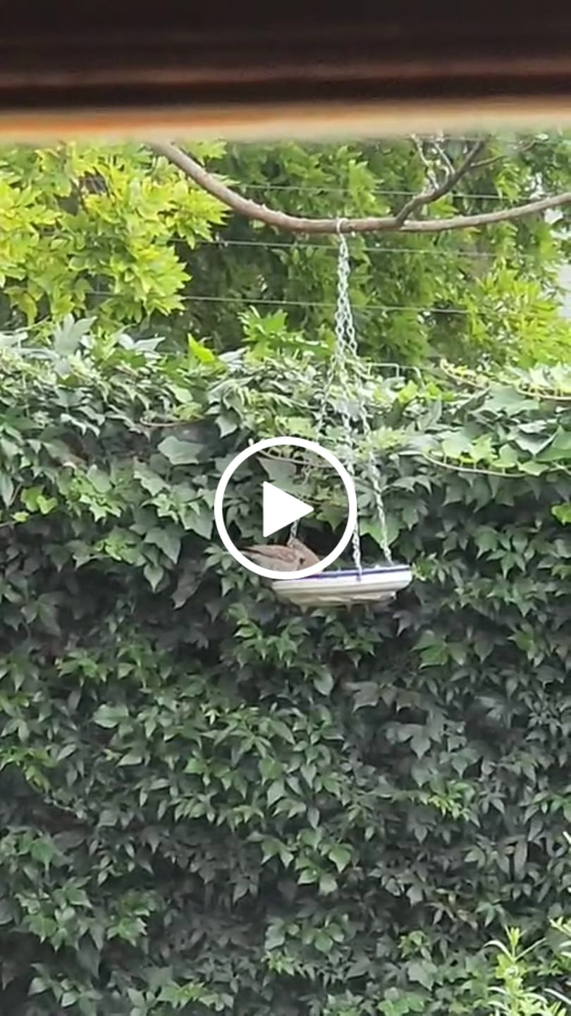 Customer video review of Pro Start Nature Blend (Advanced Nutrition for Pet & Garden Birds)