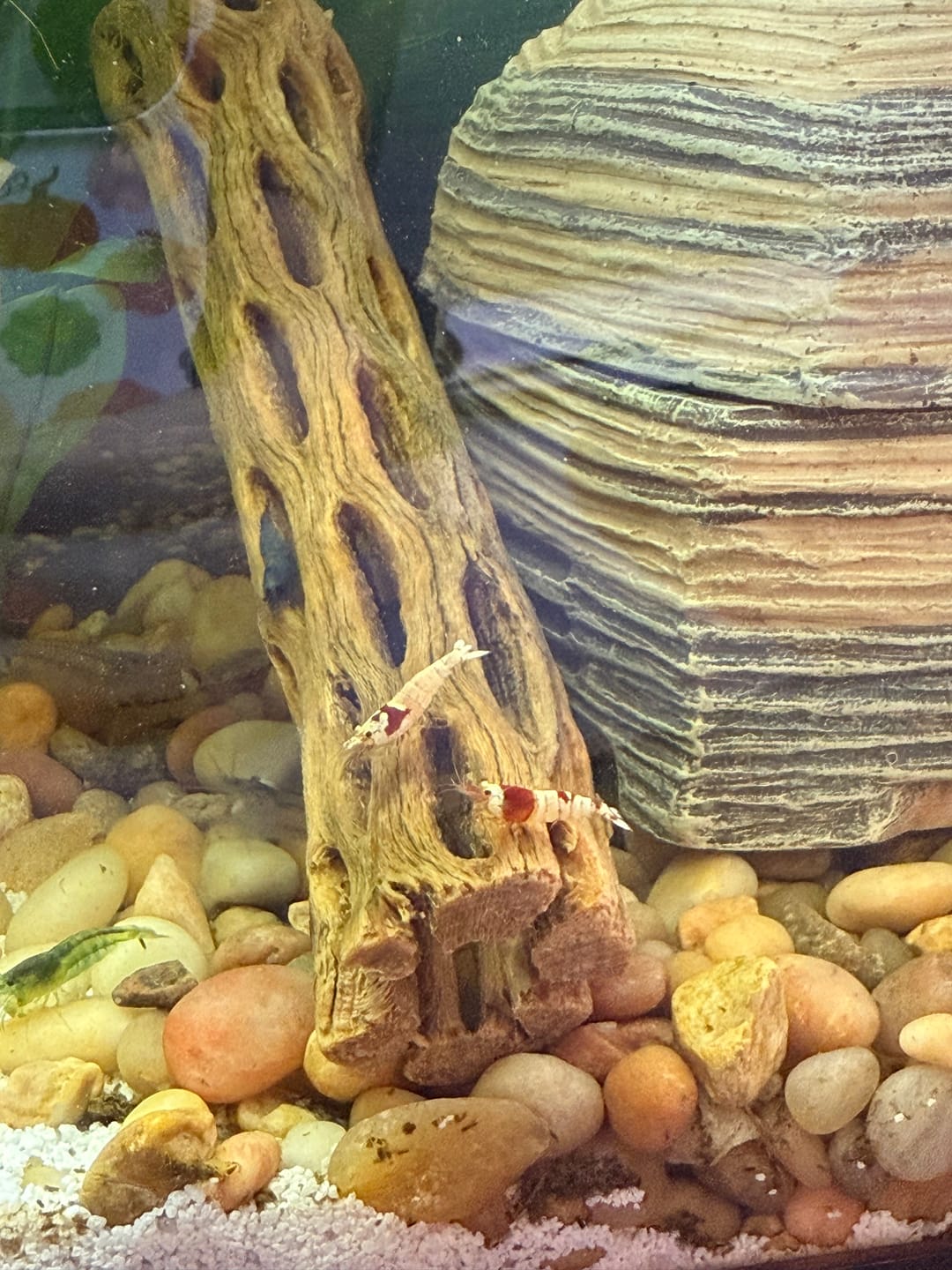 Customer photo review of Crystal Red Shrimp