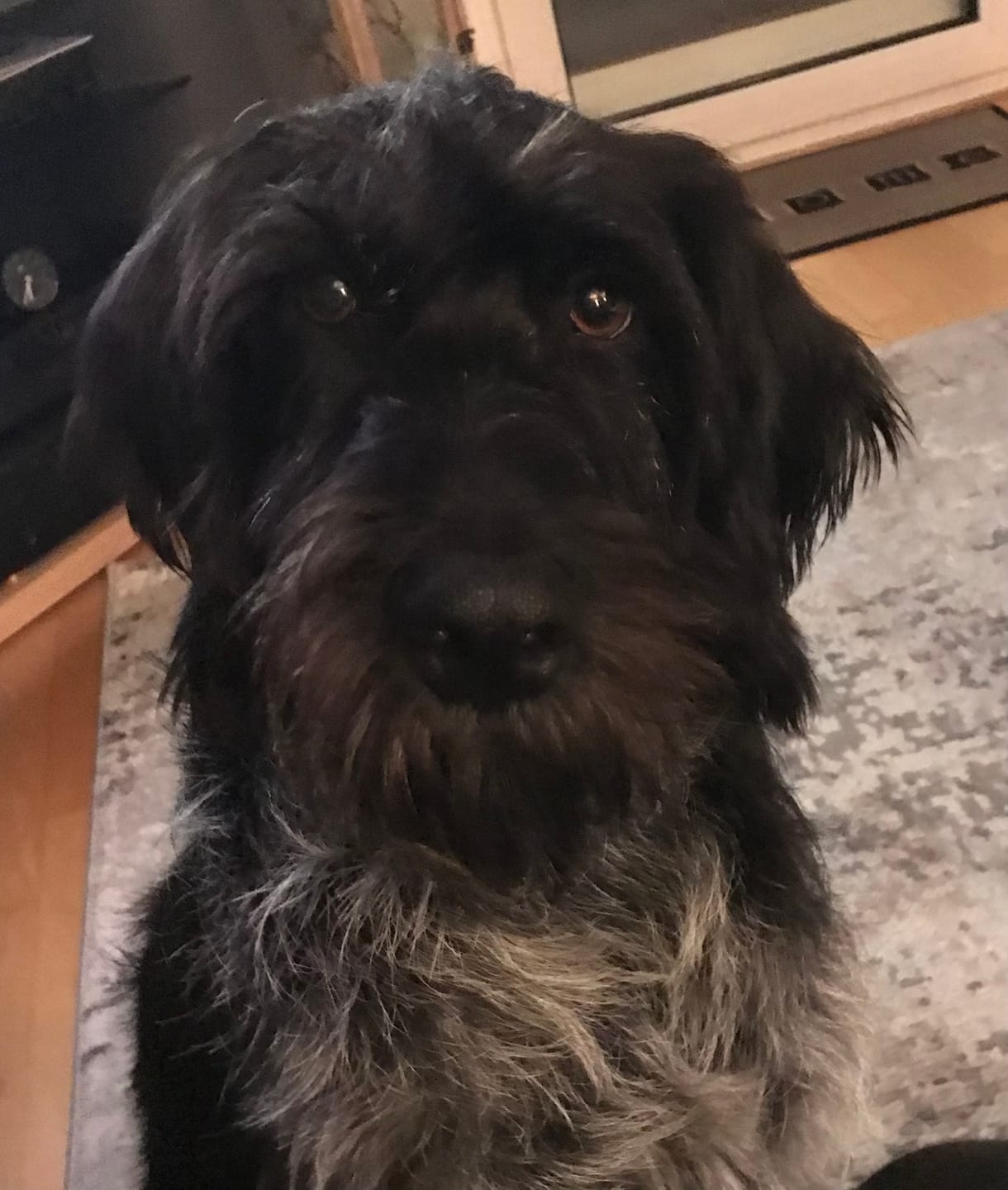 Customer photo review of Allergietest Basic Hund