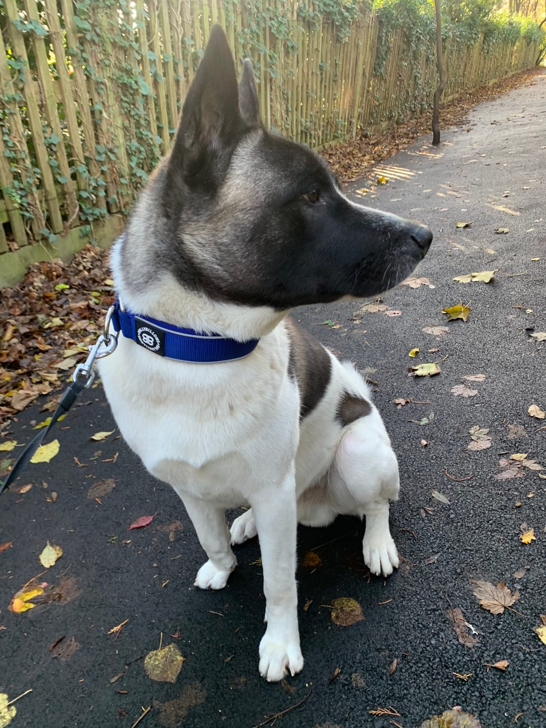 Customer photo review of 5cm Slip on Collar | Foam Padded - Blue