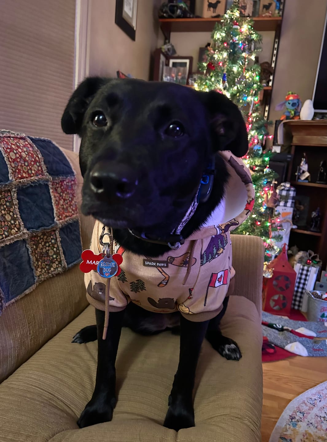 Customer photo review of Canada Dog Hoodie